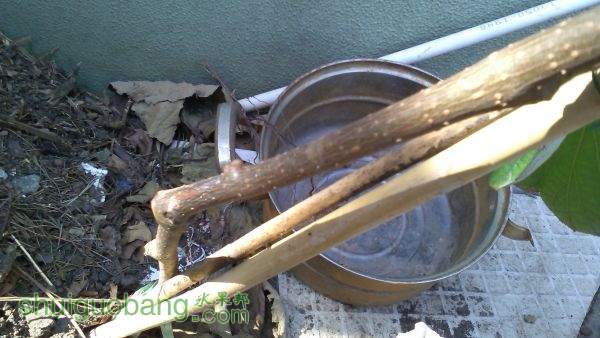 IMG_20151031_111050.jpg