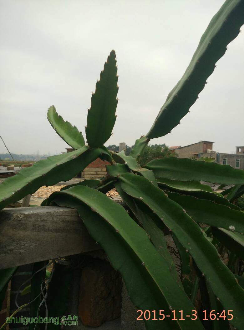 130147yqmzwzcmgciwlmtq.jpg
