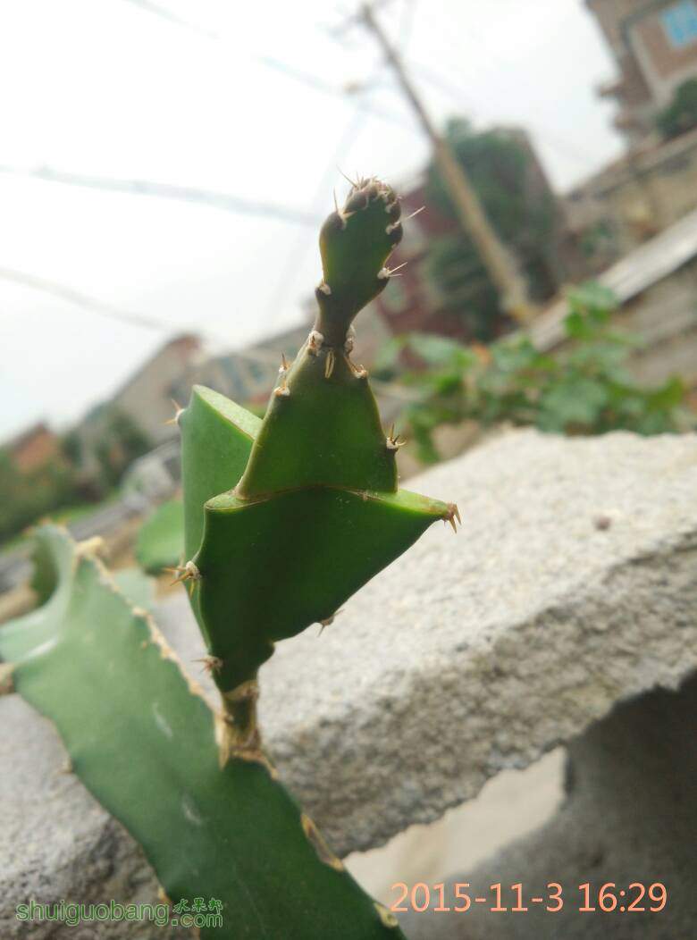 173316ogmwkog3goapfqgp.jpg