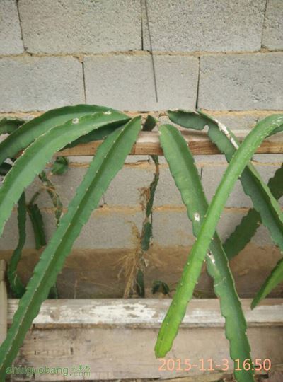 085009p5o92lqlfl9obtao.jpg