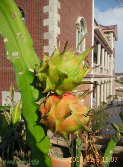 083152dppm31y513t1uopm.jpg