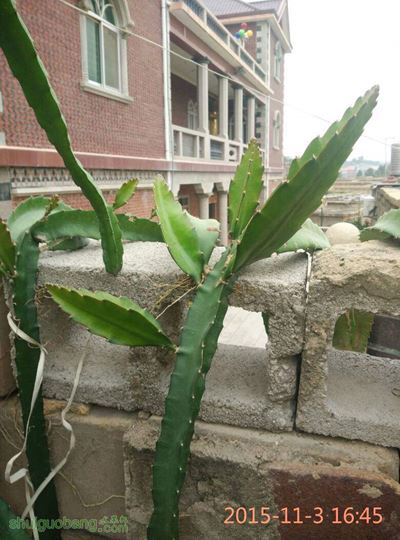 083435gasclo5irazotrcb.jpg