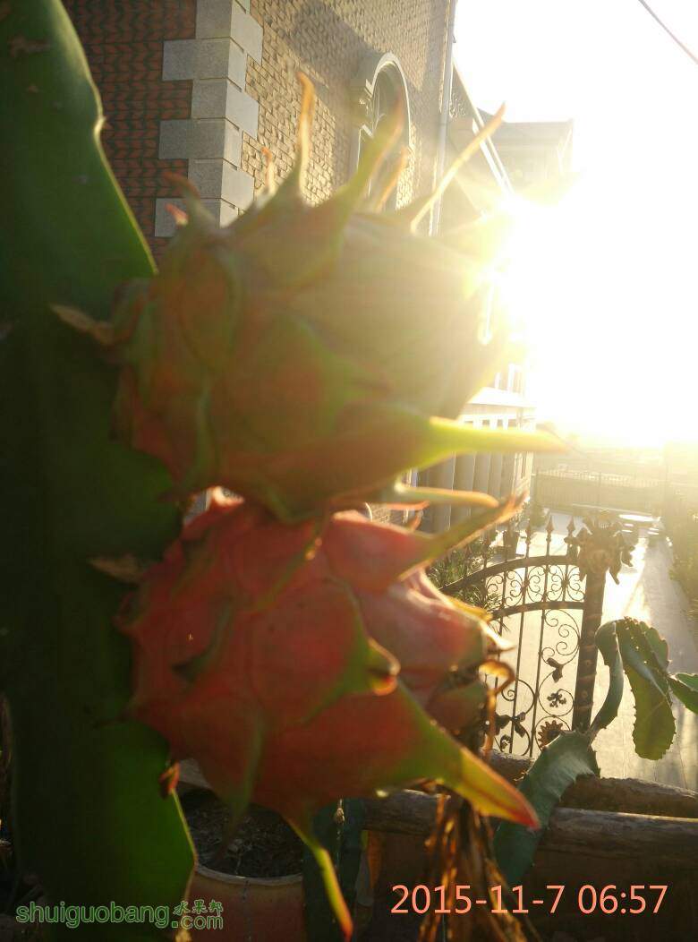 075905b5qnpzq554eejpeg.jpg