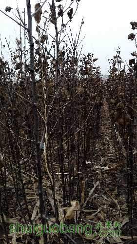 IMG_20151113_150135.jpg