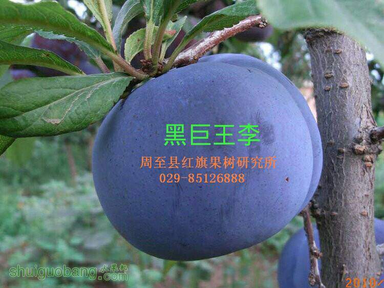134330j5oxzyzzl87oxlrx.JPG