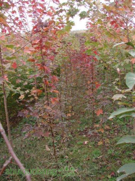 DSC01126.JPG