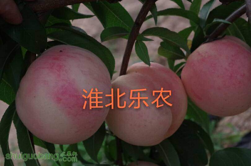 223139bt18frln7jfm81fm.jpg