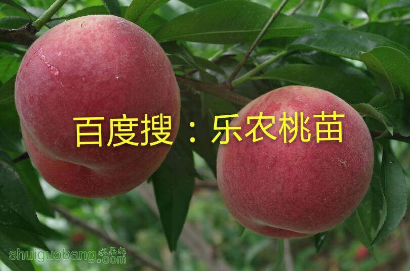 223139idbosdwdvwb8w80o.jpg