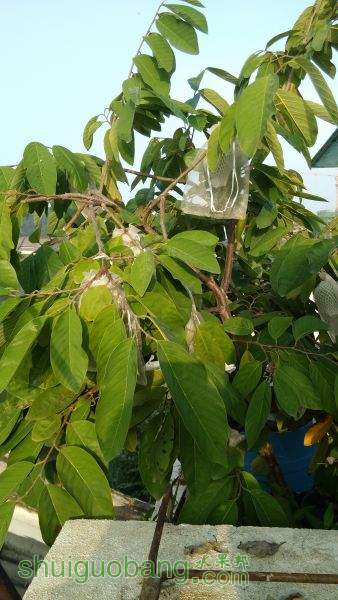 IMG_20151120_074041.jpg