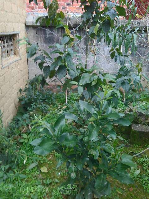 115029m4py480wtx2xfegt.jpg