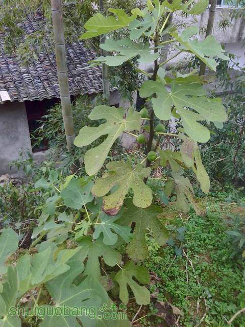 115724ftz5q9qvlz99azha.jpg