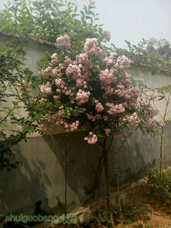 091850dqifzhirrj5lrh8i.jpg