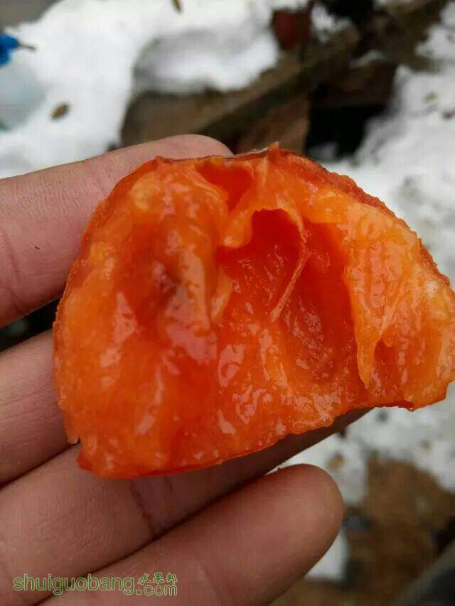 111203lllt0epplvvztvxt.jpeg