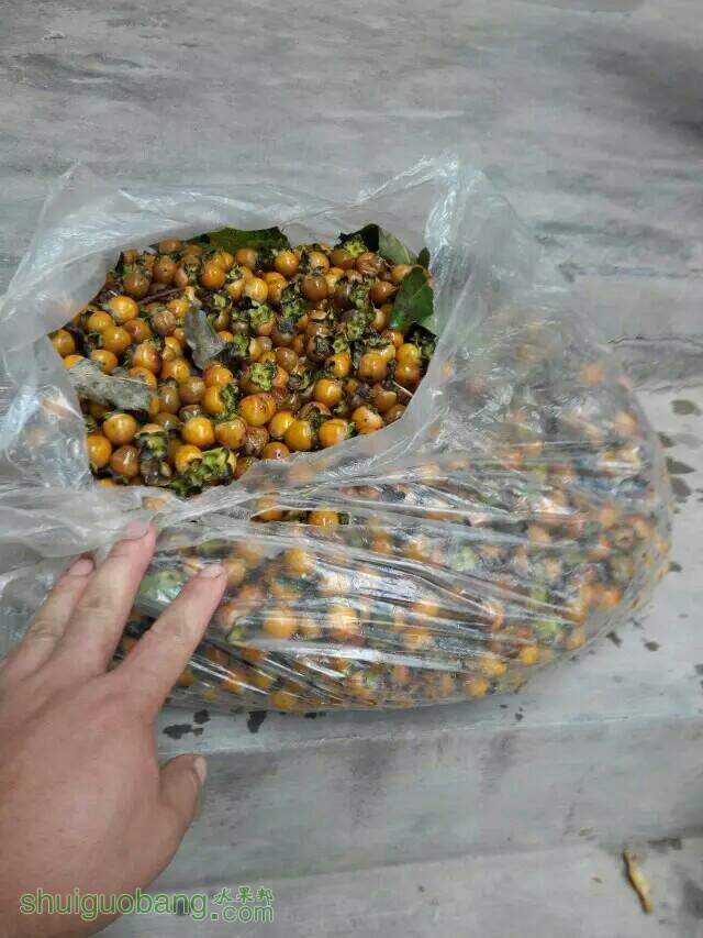 111416m2cc646yumf6szic.jpeg