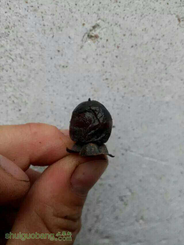 111417b0en699bhmv2vff6.jpeg