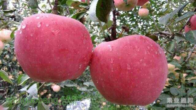181645wjruyx3zjugzx4bg.jpg