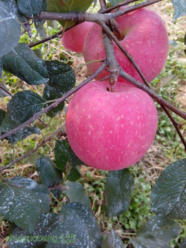 181653miqipiixy4qxkey3.jpg