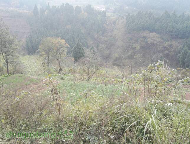 155420urlpxuxjpgjap2aq.jpg