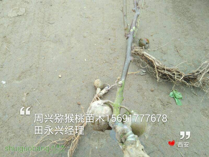 182233h2ysm6y6ypx6am2w.jpg