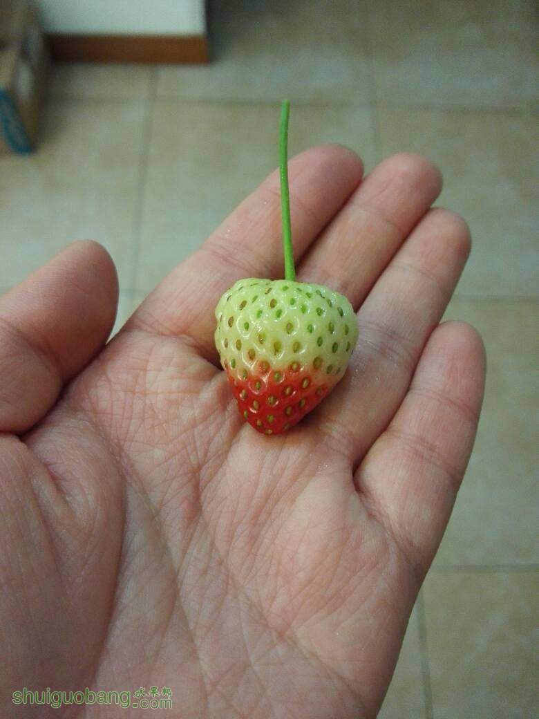 224233atctxfbisuhcs1kg.jpg