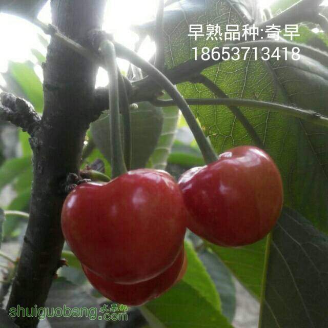 203719sq1871vvz7xk8isx.jpg
