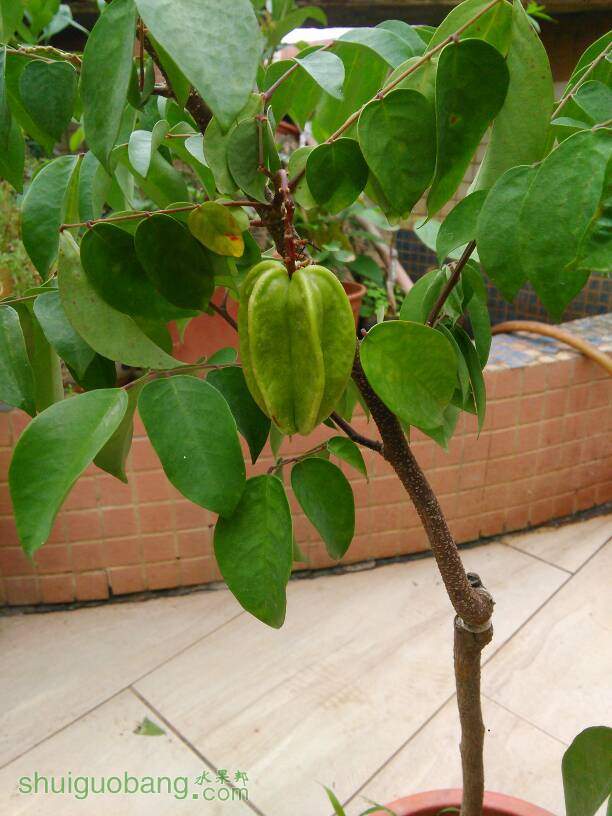 b10杨桃这么大就挂果了!