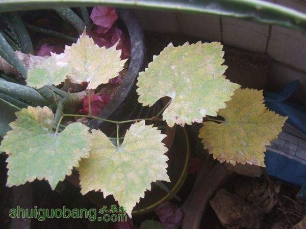 DSCF2048_С.JPG