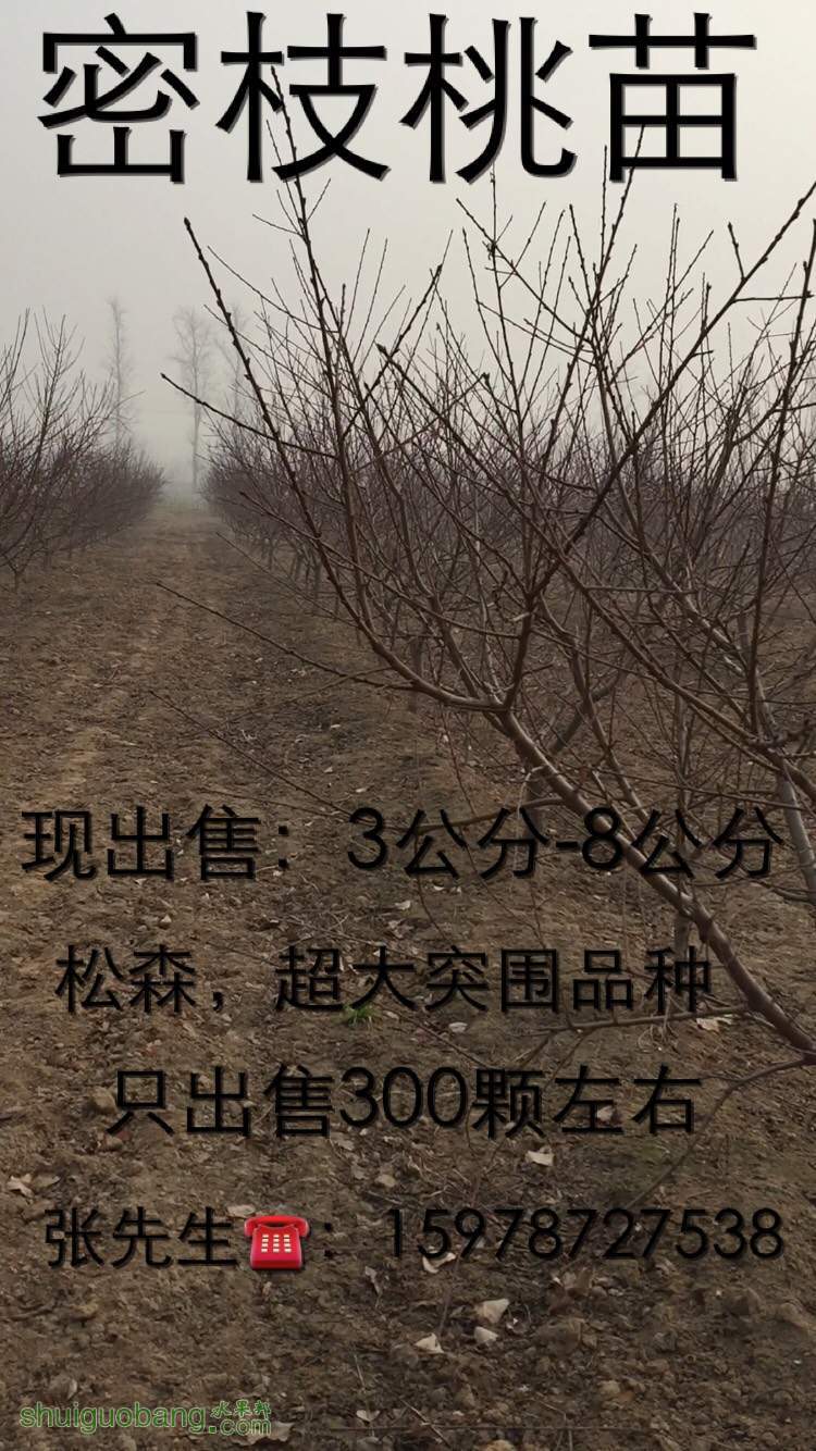 184625igjps2tde6zj6ern.jpg