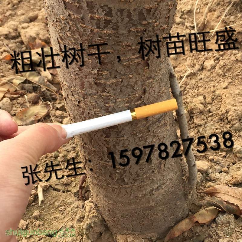 184626sjujktepjsz3uggh.jpg