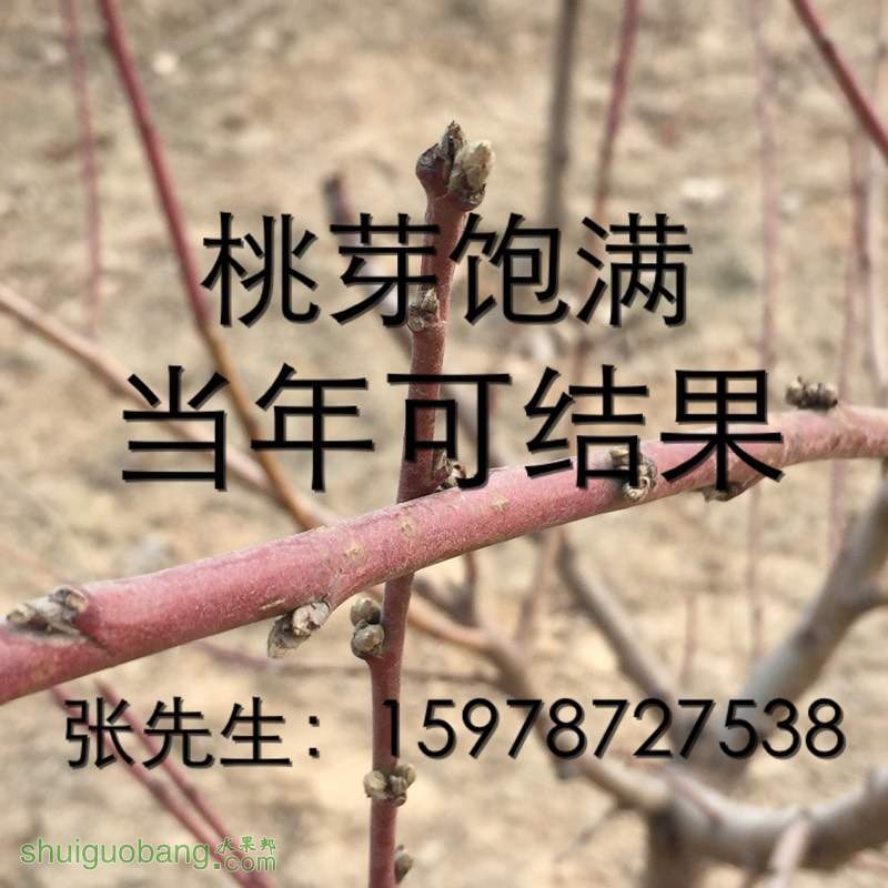 184627q4xlzgthxe4mlm20.jpg