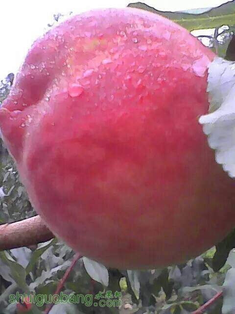 130359yn292ss2wjl598zz.jpeg
