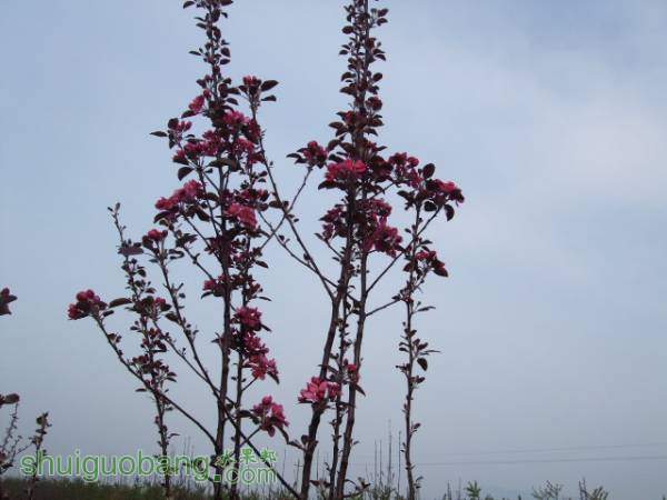 2015413պɫ֮״ 002.jpg