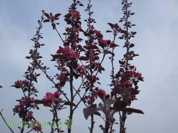 2015413պɫ֮״ 001.jpg