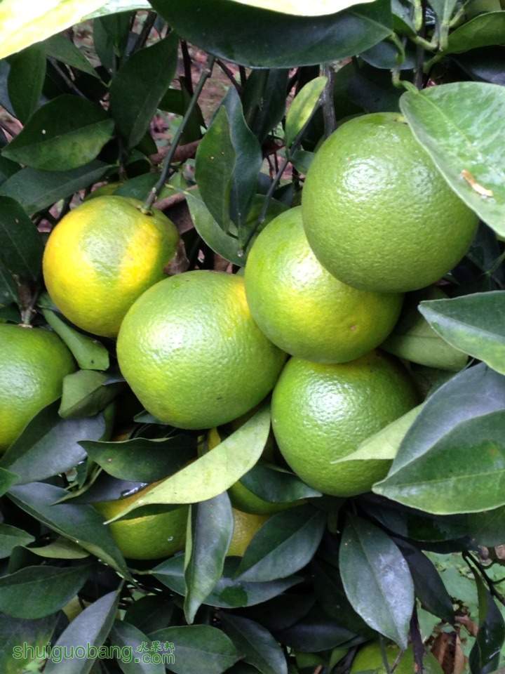 种植一年结果的海南琼中绿橙 