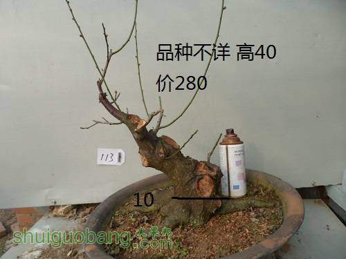 SAM_8055.JPG