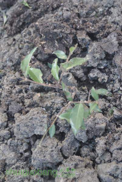 ��֦��������ɫ��