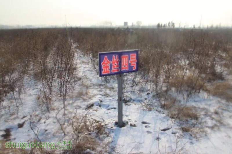 154814ys4vlfrgmljcrf8v.jpg