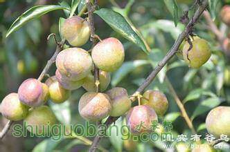 162236nod8dq1thmbz1m1q.jpg