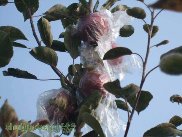 ��ɫ֮������Ȼũ�� 014.jpg