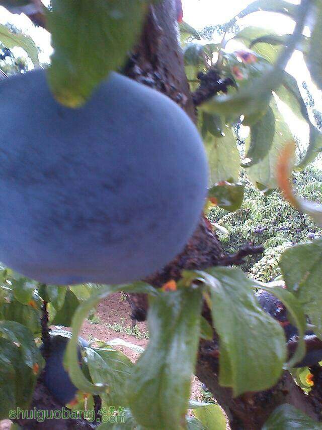 084540zs4ysjao74pj7j7e.jpeg