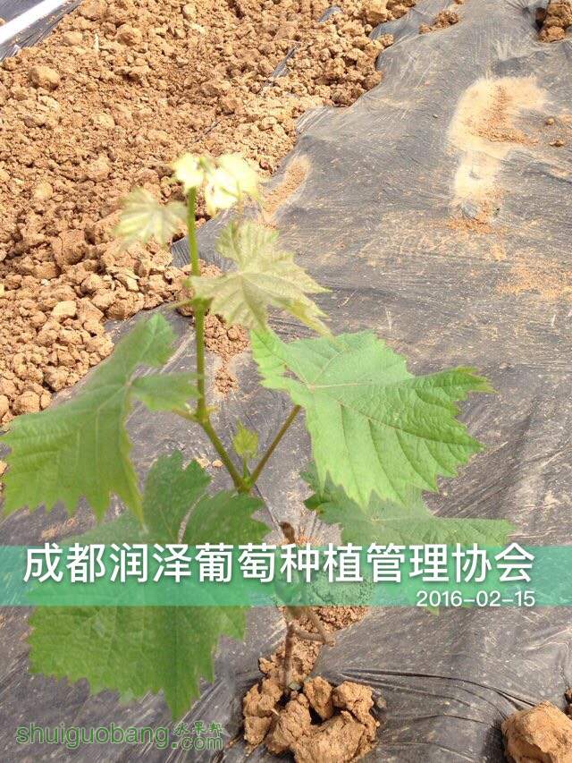 172000kcmyxx4kbaa6433q.jpg
