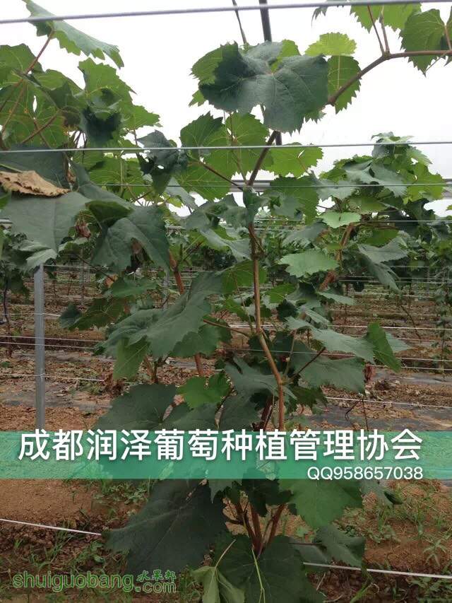 172001yzfymb54ll9bdk1k.jpg