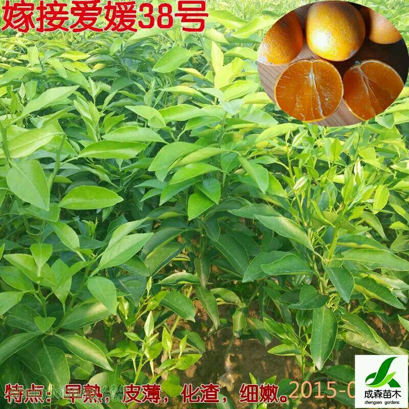 141603shb5h5fhemh6lzke.jpg