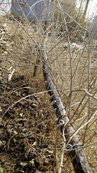 IMG_20160228_135041.jpg