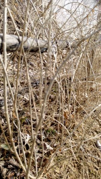 IMG_20160228_135107.jpg