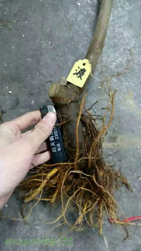 231617etkniww96kbhqrwo.jpg
