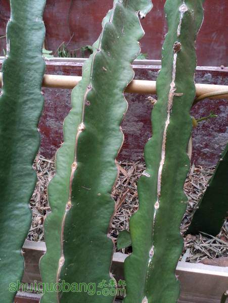 IMG20150323003.jpg