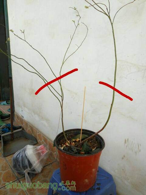 174839w2jjd1dizfj7tdrr.jpg