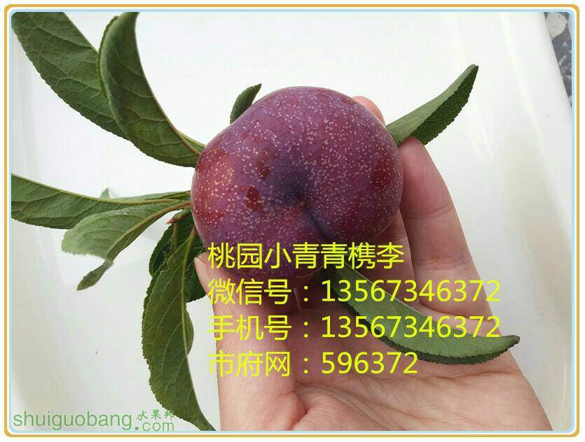 192817gojol6j1yjel6ool.jpg