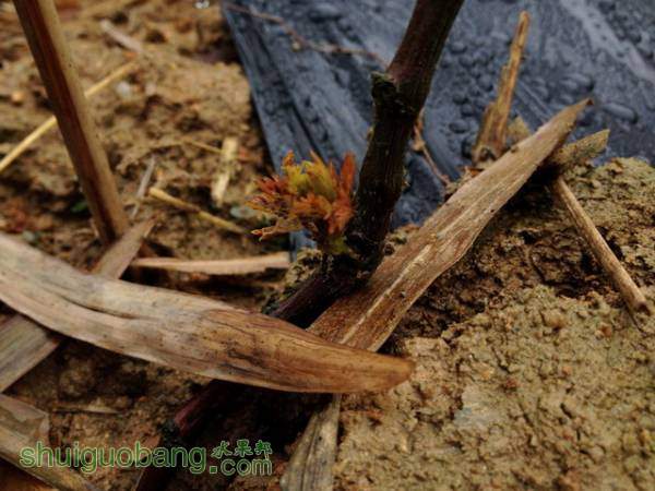 IMG_0328_С.jpg